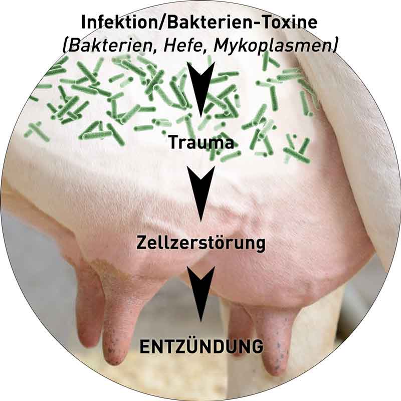 Mastitis Ursachen und Prophylaxe Vetoquinol Nutztiere